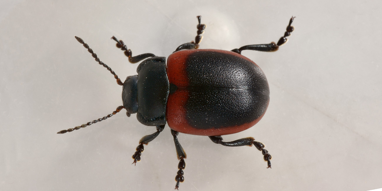 Chrysolina limbata, maschio